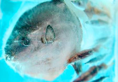 sarcoom rit waardigheid Frozen Aquarium in Japan