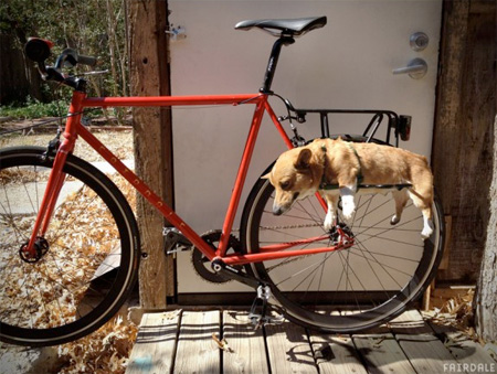 سفر با دوچرخه با سگ ها