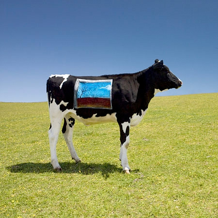 Art Painted on Cows