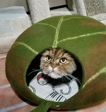 خانه ای برای گربه ها 