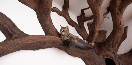 Indoor Cat Tree
