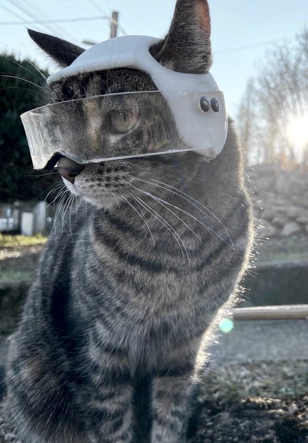 Cat Helmet