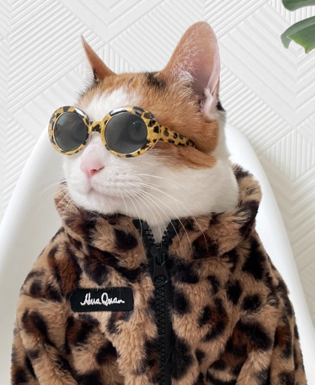 kittens with sunglasses