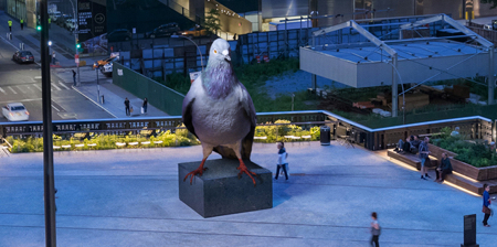 Giant Pigeon in New York