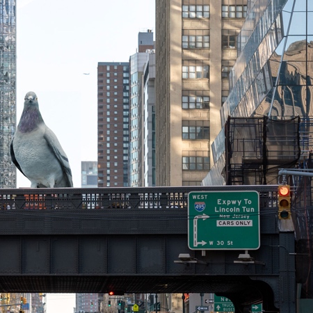 Pigeon in New York