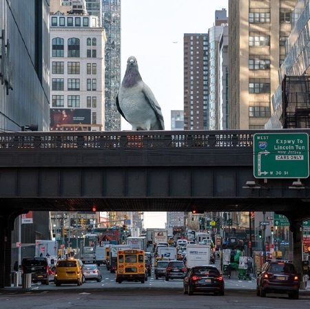 Dinosaur Pigeon in New York